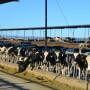 While a dairy has very little control over the announced price of milk, they do have control over their components. 