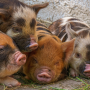 pigs on dirt