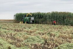 Sorghum forage harvesting.jpg
