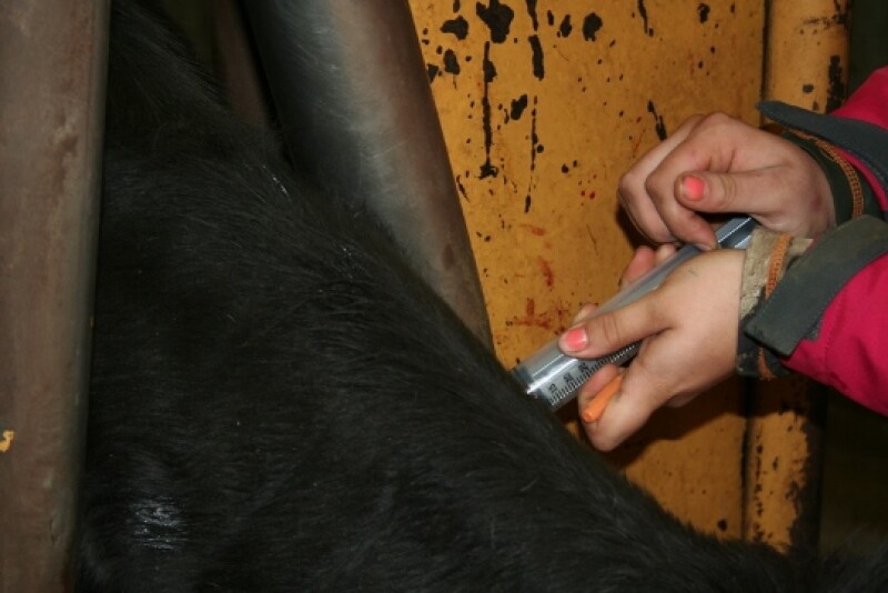 CVM plans to bring non-feed dosage forms for medically important antibiotics used in livestock under the oversight of veterinarians. 