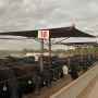 Cattle with Shade at Feedlot - J & S Feedlot. Joan Ruskamp