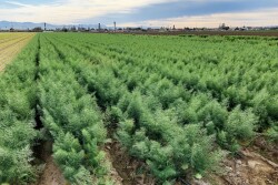 Fennel field