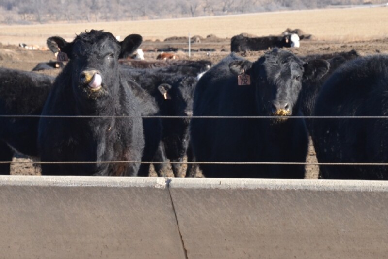 BT_Feedlot_Cattle_Nebraska