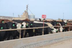 Feedlot show lists remain large