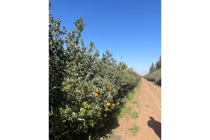 salix morocco