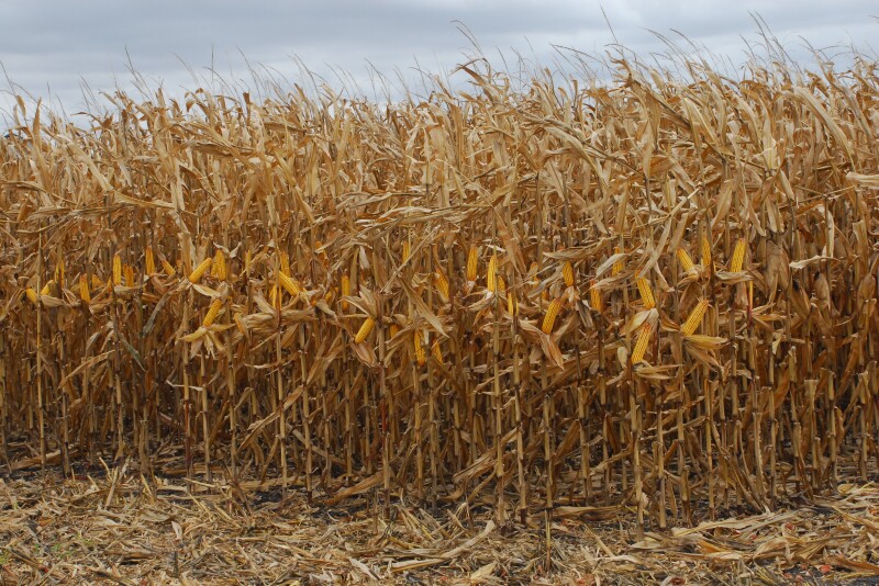 The 2019 harvest story is far from over. Normally, harvest would be close to wrapping up, instead, snow covered corn fields are a common sight in some states. So, just how will USDA count those bushels in January? 