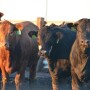 BT_Feedlot_Cattle