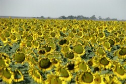 Kansas Sunflowers