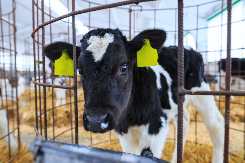 Holstein Calf_Adobe Stock