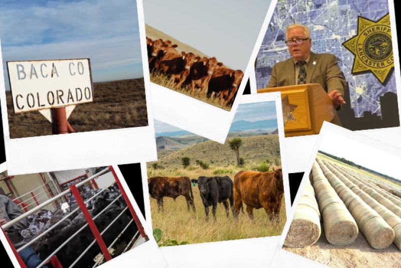 Cattle Scandals 2022