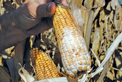 Moldy Corn