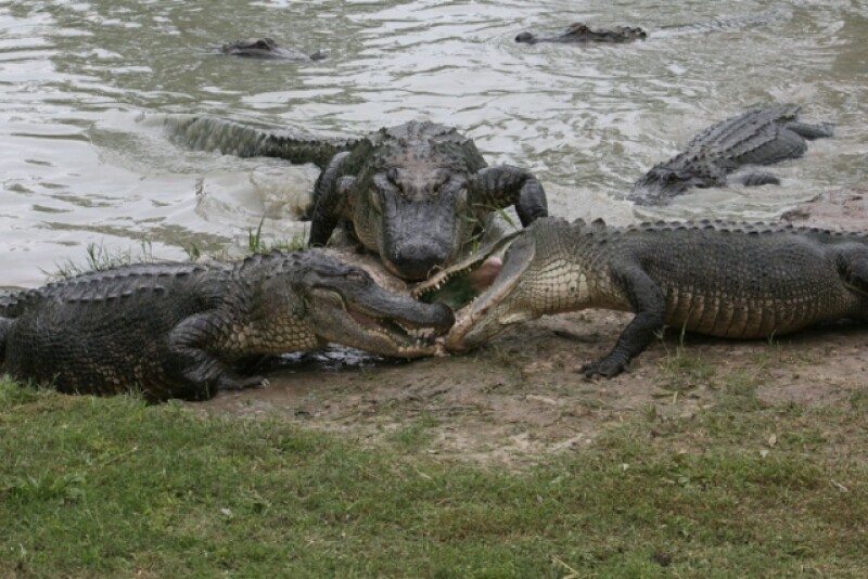 Alligators
