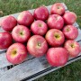 Big crop for Michigan apples