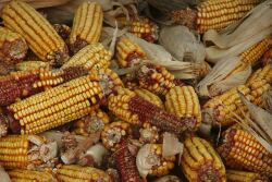 corn-in-pile-1499798-640x480