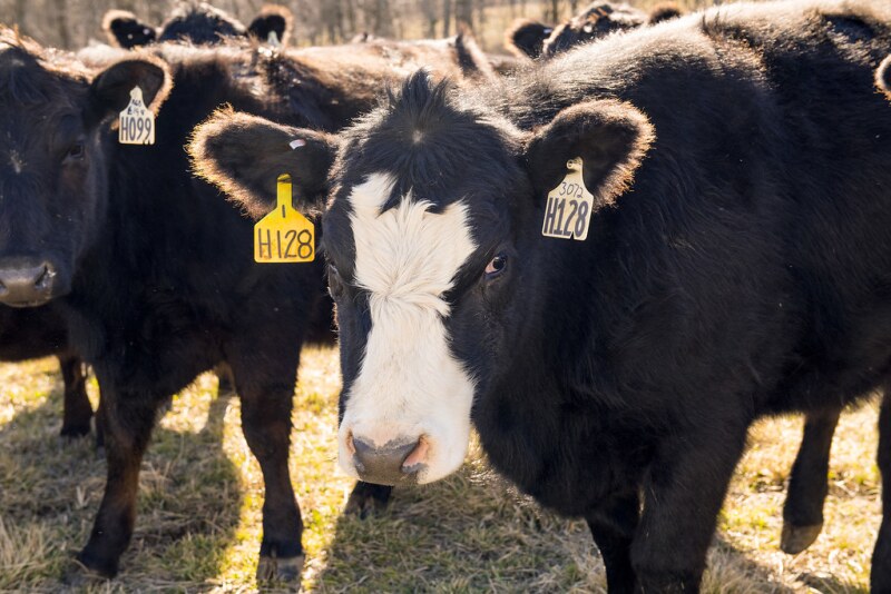 Heifer UArk