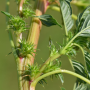 The International Weed Genomics Consortium (IWGC) announced a new multipronged initiative to advance the genetic sequencing of the world’s most troublesome weeds.