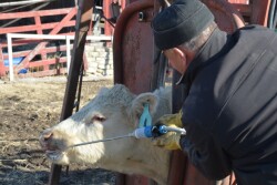 BT_Dewormer_Cattle_Chute
