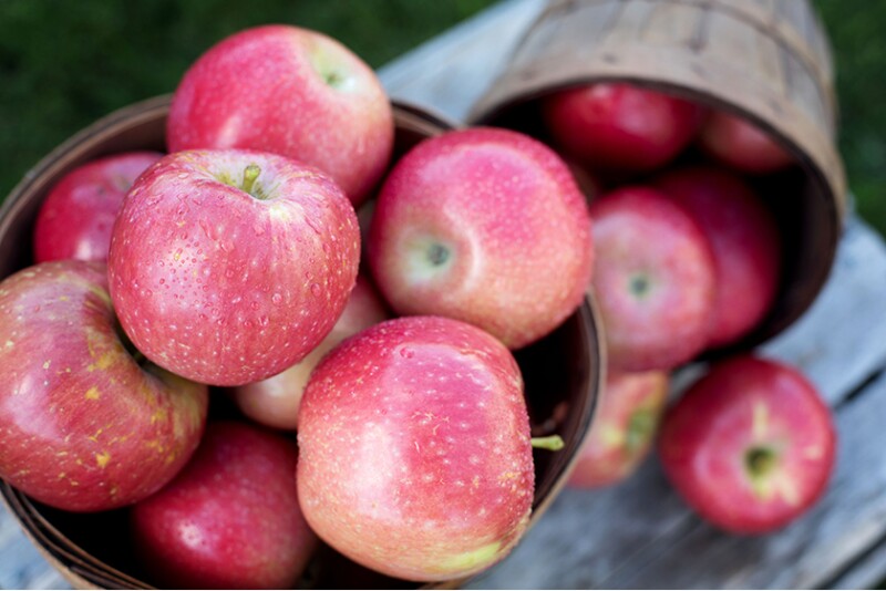 MAIA Summerset apple variety