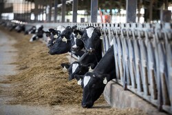 Nutrition plays a vital role in maintaining milk components. 