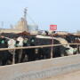 Feedlot cattle
