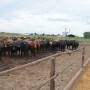 Given the significant decrease in plantings and the percentage of corn that has been planted late, corn price may continue to increase.