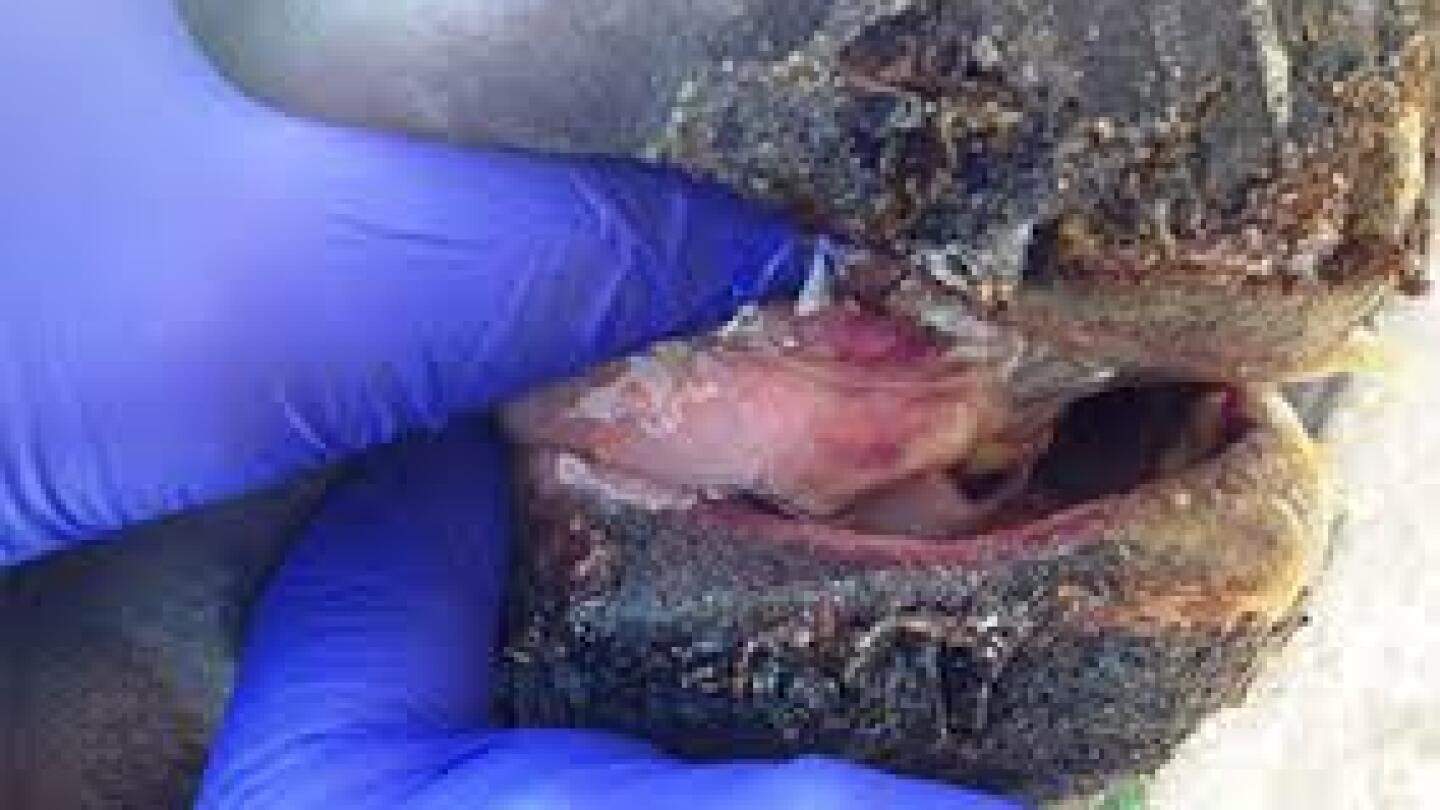 Vesicular Stomatitis Outbreak in Arizona