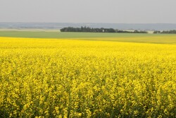Canola Field 