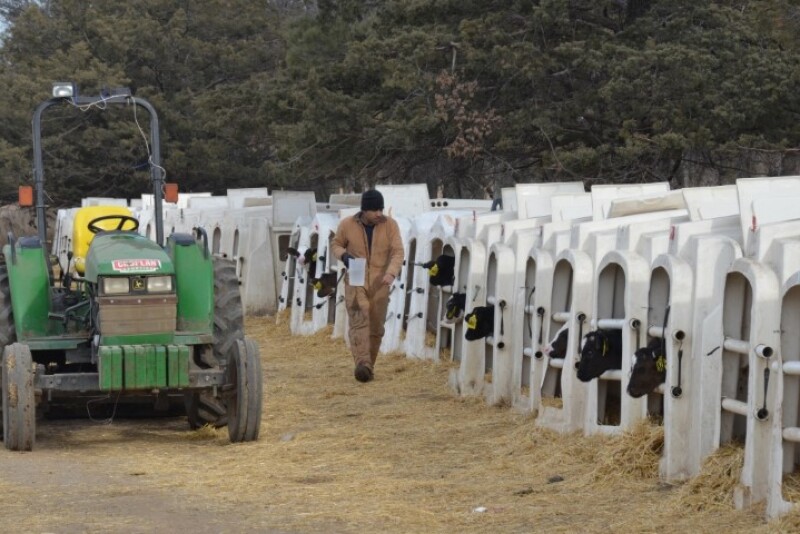 When used correctly, ionophores can be highly effective in preventing scours caused by coccidia in pre- and post-weaned dairy calves.