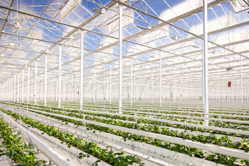 Kentucky greenhouse location for Ever Tru Farms strawberries