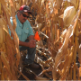 Corn harvest