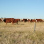 Only 3.7 percent of U.S. GHG emissions come directly from beef cattle. 