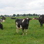 DT_Dairy_Cows_Grazing