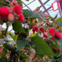 Greenhouse raspberries