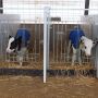 Calf jackets