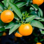 bee sweet citrus