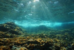 Ocean_Adobe Stock