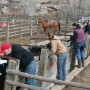 Depending on production systems, facilities and labor, ranchers can choose between several effective synchronization protocols, some using controlled internal drug release (CIDR) devices.