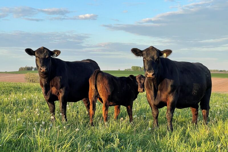 Angus cows
