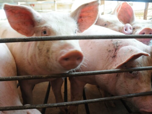 Pigs serve as a vital part of medical research and advancements in technology, including a recent study at Yale University that challenges the definition of organ and cell death.