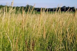 Reedcanarygrass1