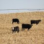 BT_Corn_Stalks_Cows