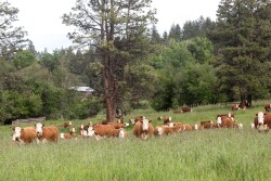 Hereford