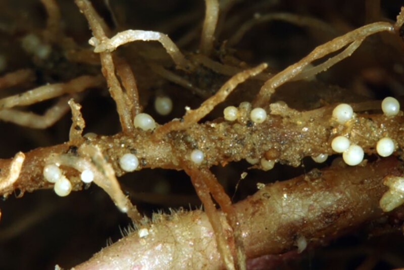 Females of Globodera pallida on root. You can also see a brown cyst (dead female) on root. [Photo Source: Bonsak Hammeraas, NIBIO - The Norwegian Institute of Bioeconomy Research, Bugwood.org]