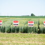 The Wilton, North Dakota site consolidates and elevates the opportunities for diversified field crop research which had been previously scattered and in smaller scale. 