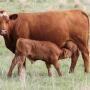 Red cow calf