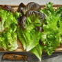 Lettuce leaves on a cutting board
