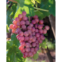 Chile flame seedless