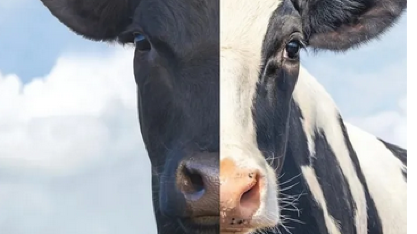 Managing your transition pens may be a black and white issue dairy
