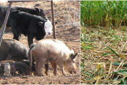 Feral_Pig_Collage.jpg