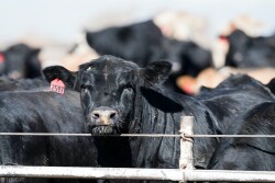 Feedlot_Adobe Stock